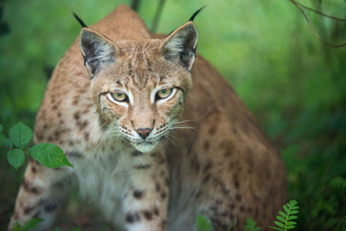 Luchs Leo fokus-natur