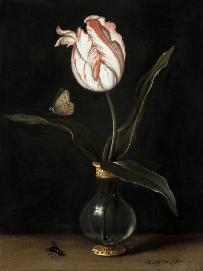 Balthasar van der Ast, Die Tulpe Sommerschoen, Privatbesitz