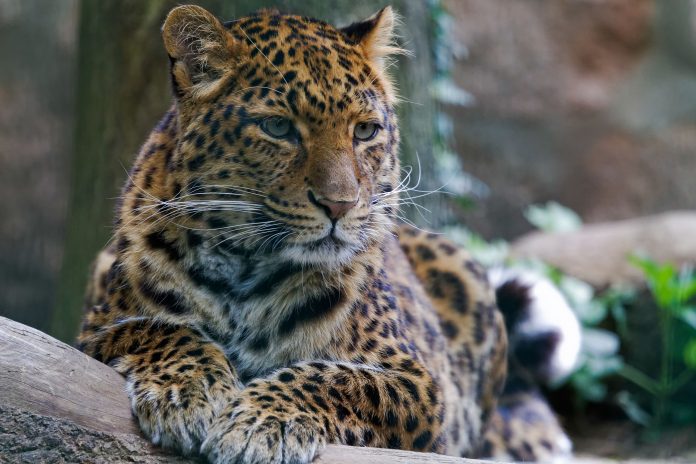 PM 57-2018 Leopard © B. Seydel
