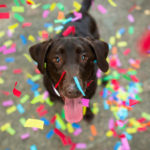 Confetti Falling on Chocolate Labrador Retriever