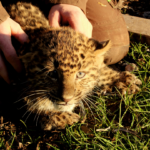 1 Leopardennachwuchs 2018 © Archiv KulTourStadt M. Wieczorek