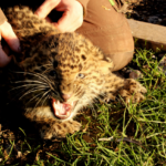 Leopardennachwuchs 2018 © Archiv KulTourStadt M. Wieczorek