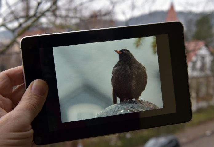 Symbolfoto: Eine Amsel auf dem Display eines Tablet-Computers, aufgenommen am 25.01.2016 in Jena. Foto: Jan-Peter Kasper/FSU
