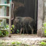 PM 56-2020 Wisent-Kalb © KulTourStadt Gotha