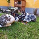PM 124-2020 Kaninchen-Nachwuchs 2020_01 © KTS