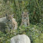 PM 124-2020 Luchs-Nachwuchs 2020_01 © KTS