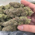 Blue_dream_strain