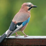 Garrulus_glandarius_B_Luc_Viatour
