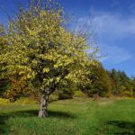 Waldrand