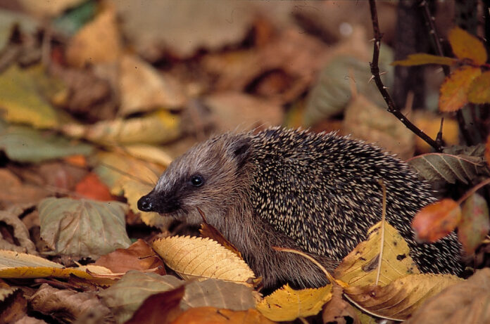 Igel
