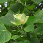 Liriodendron_tulipifera_2