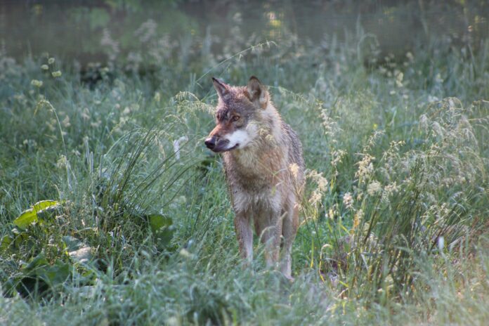 PM 135-2020 Wolf aus dem Tierpark Gotha © KTS