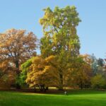 Tulpenbaum_im_Alten_Botanischen_Garten_Marburg_(Elop)