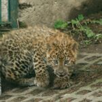 PM 03-2021 Leopardennachwuchs geboren 09.2020_Foto1 © KTS