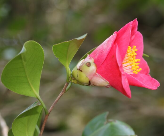 Camellia_japonica_(flower_s3)