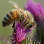 Apis_mellifera_-_Carduus_crispus_-_Keila
