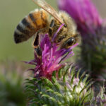 Apis_mellifera_-_Carduus_crispus_-_Keila