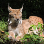 Luchs_Silvester Tamàs_printmedien