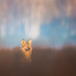 Junge Wolf in Gorischheide