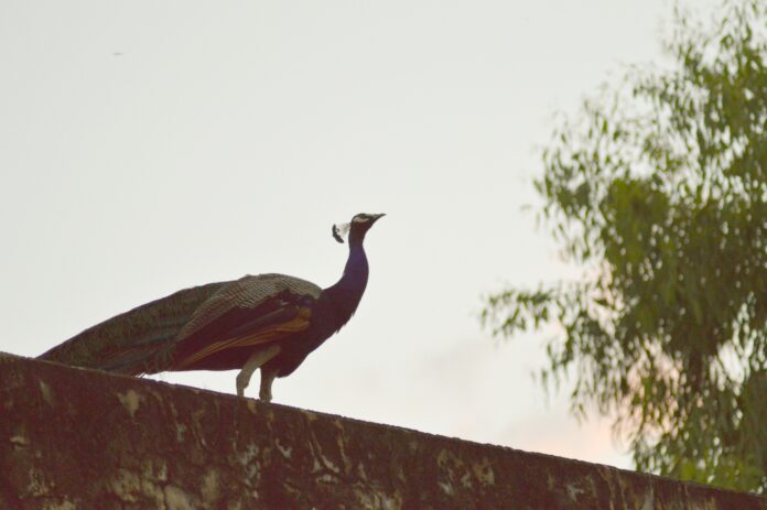 pexels-nishant-vyas-708901