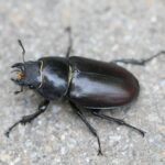 2018_06_06_Lucanus_cervus_w