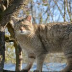 Kater Toco – Bildrechte Wildtierland Hainich gGmbH