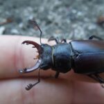Lucanus_cervus_cervus8