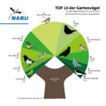 Die häufigsten Gartenvögel 2017