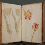 1 – Tulpenbuch Ernst des Frommen