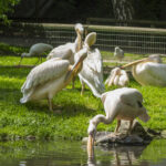 Pelikane im Gothaer Tierpark