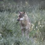 PM 39-2021 Wolf © KulTourStadt Gotha