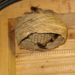Hornissennest- A. Grabs