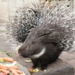 PM 54-2021 Stachelschwein © KulTourStadt Gotha