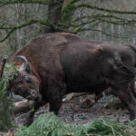 PM 69-2021 Wisent Dez 2021 © KTS_Frederik Linti