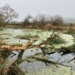 SaaleAue_Etzelbach2