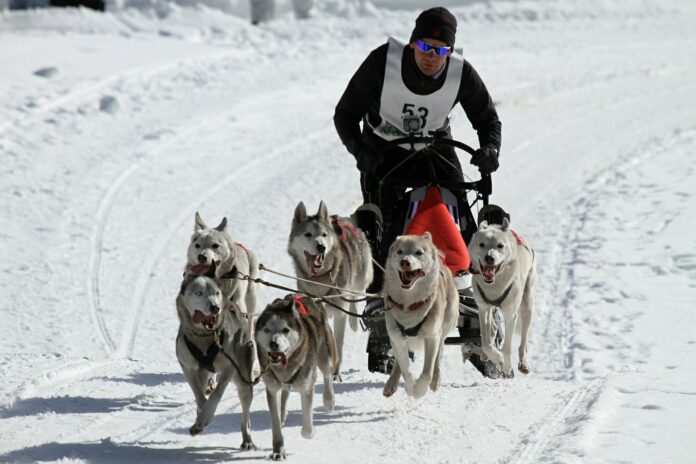 husky-gb358100c4_1920