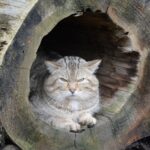 Bild 1 – Wildkater Emil 1 zugeschnitten – Bildrechte Katrin Vogel
