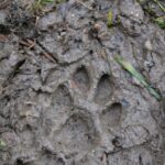 Bild 2 – Trittsiegel Wildkatze – Bildrechte Katrin Vogel