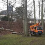 Fällen einer angestorbenen Rotbuche, Foto STSG, Jens Scheffler