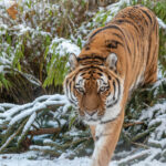 PM 05-2022 Amurtiger Tierpark Gotha © Frederik Linti