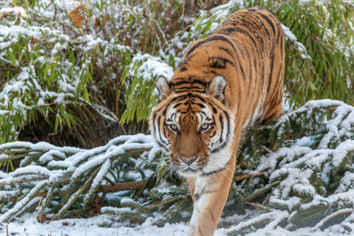 PM 05-2022 Amurtiger Tierpark Gotha © Frederik Linti