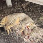 Wildkatze, Verkehrsopfer vom 13.02.2022, Strasse L1625 bei Kloster Veßra…