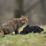 Europäische Wildkatze