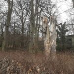erhaltenes Totholz im Herzoglichen Park Gotha, Foto STSG, Jens Schffler