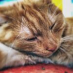 220217 Leo