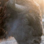 PM 09-2022 Wisent_Feb 2022 © KTS Frederik Linti