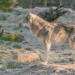 PM 09-2022 Wolf_Feb 2022 © KTS Frederik Linti