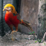 PM 22-2022 Goldfasan_Tierpark Gotha © KTS Frederik Linti