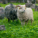 PM 22-2022 Oessantschafe_Tierpark Gotha © KTS Frederik Linti