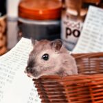 hamster-shopping-4940922_1920